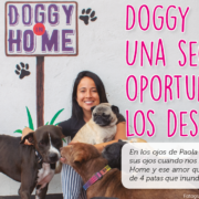 Doggy in Home: Una segunda oportunidad para los desamparados