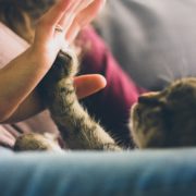 Cinco recomendaciones si estás pensando en adoptar tu primer gato