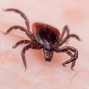 Las garrapatas pueden ser causales de la enfermedad de Lyme