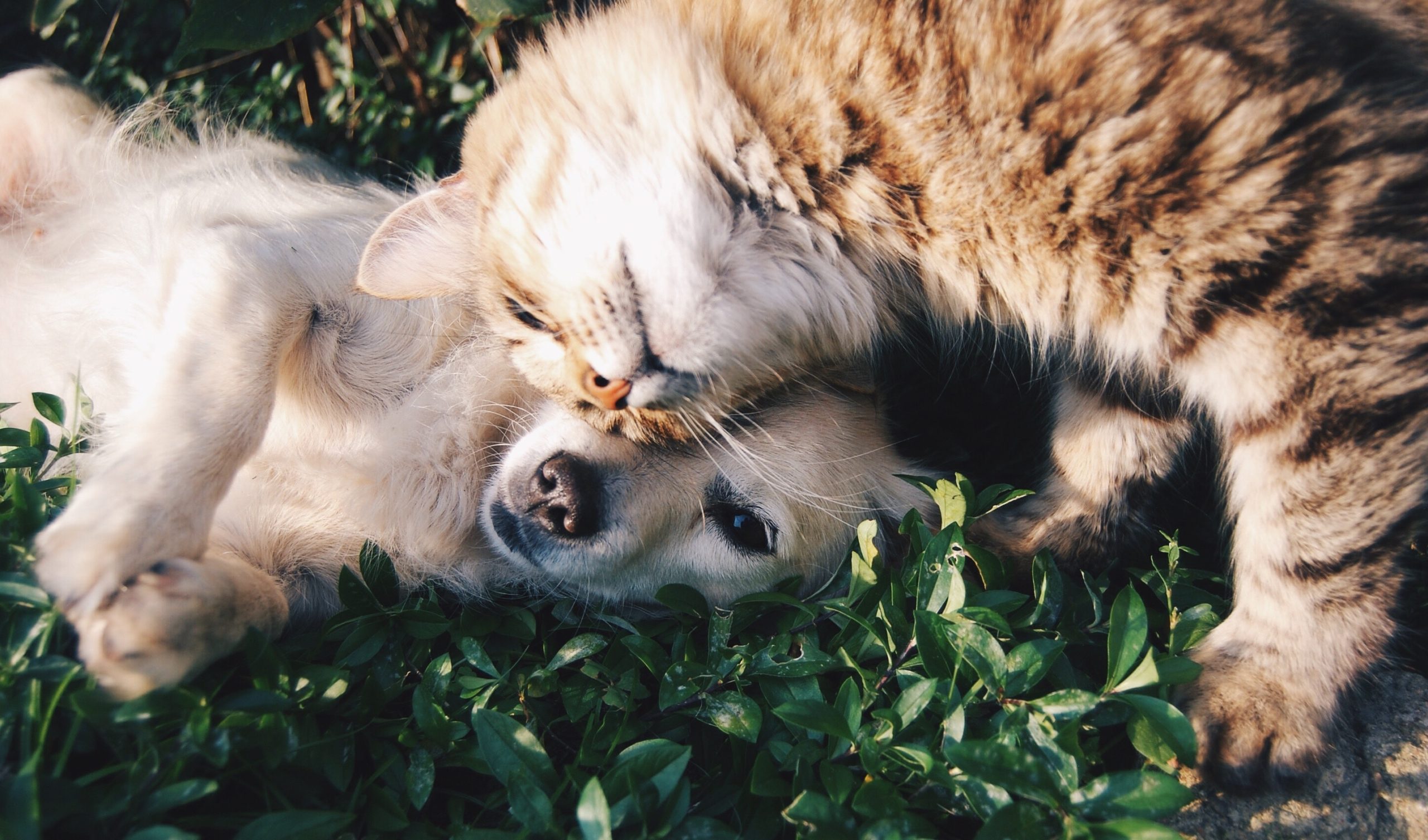 ¿Cómo está afectando la cuarentena a las mascotas? Tips para que estén saludables durante el aislamiento