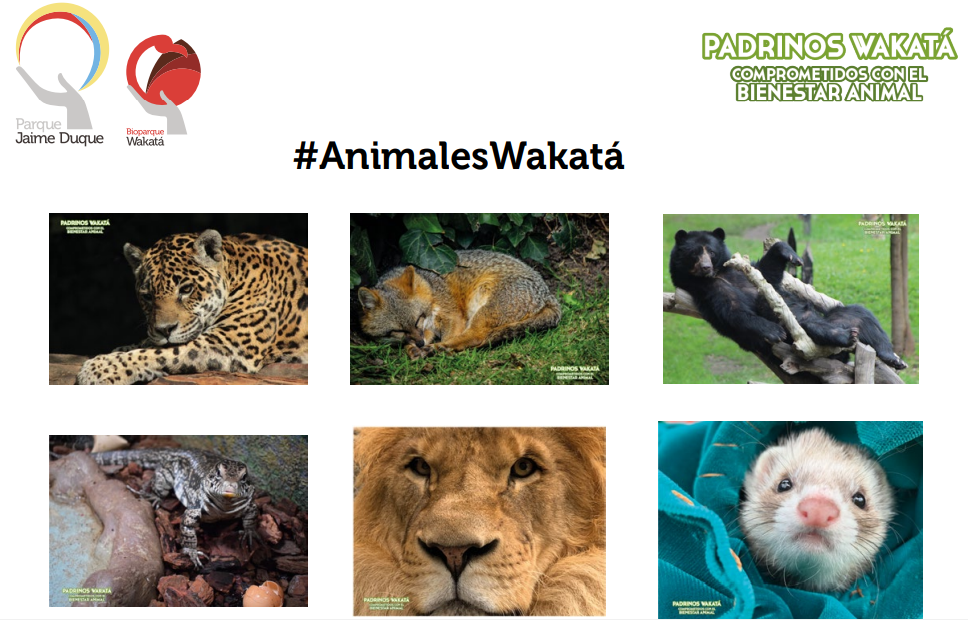 Padrinos Wakatá, comprometidos con el bienestar animal