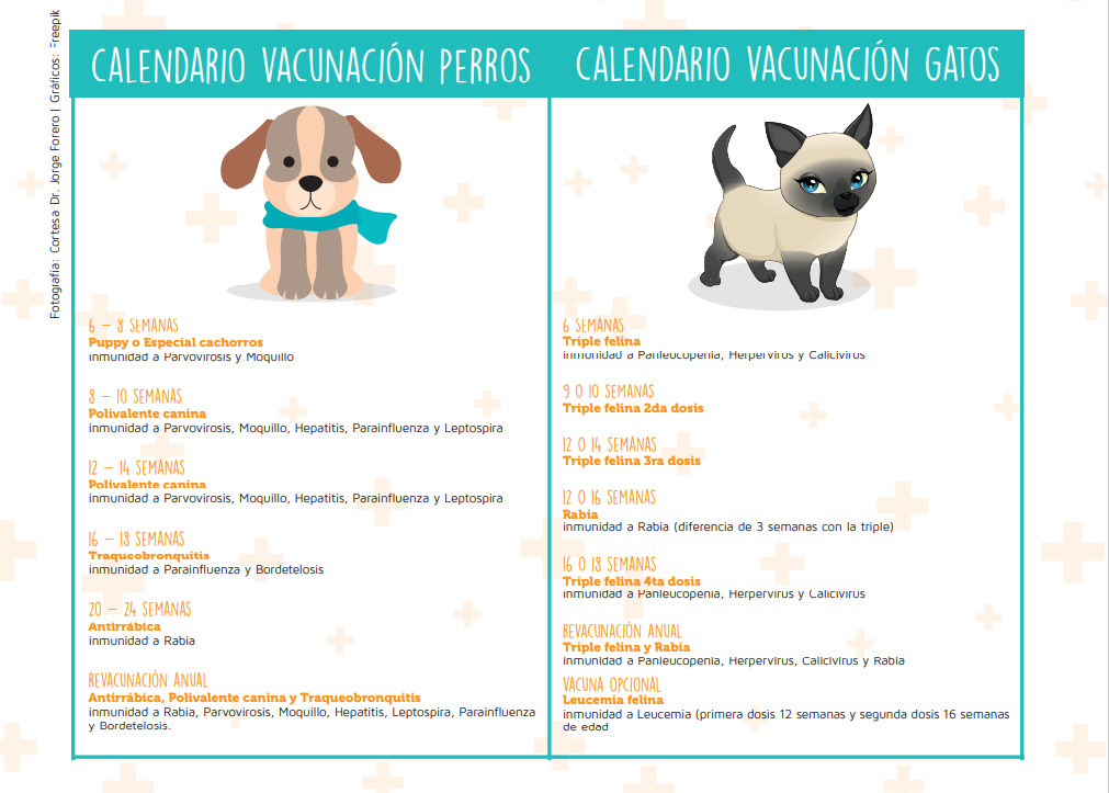 marioneta Cincuenta nostalgia Vacunación en las mascotas - petfamily