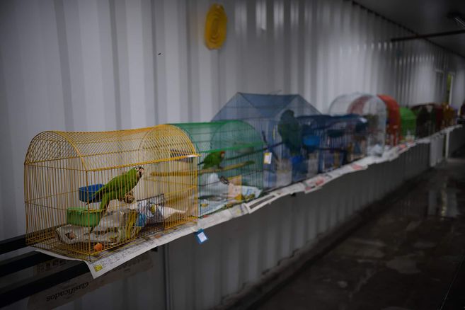 Aprobada prohibición a comercio de animales vivos en plazas de mercado de Bogotá