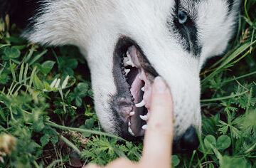 Consejos para la limpieza de dientes de tu perro