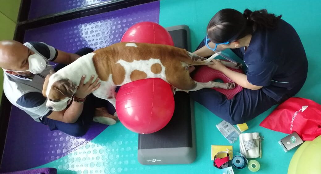 Descubre el mundo de la fisioterapia y rehabilitación para mascotas