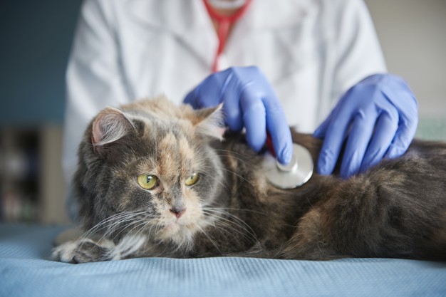 Urgencias veterinarias en gatos
