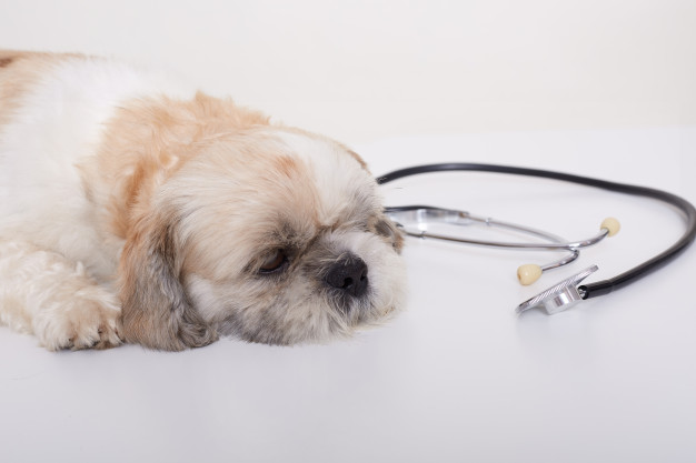 Urgencias veterinarias en perros