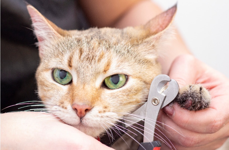 Importancia del corte de uñas para tu gato