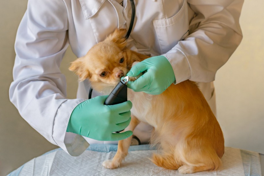 Debes llevar al veterinario a tu perro a cortar las uñas