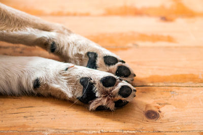 La higiene de las patas no es razón para prohibir la asistencia de los perros a los hospitales