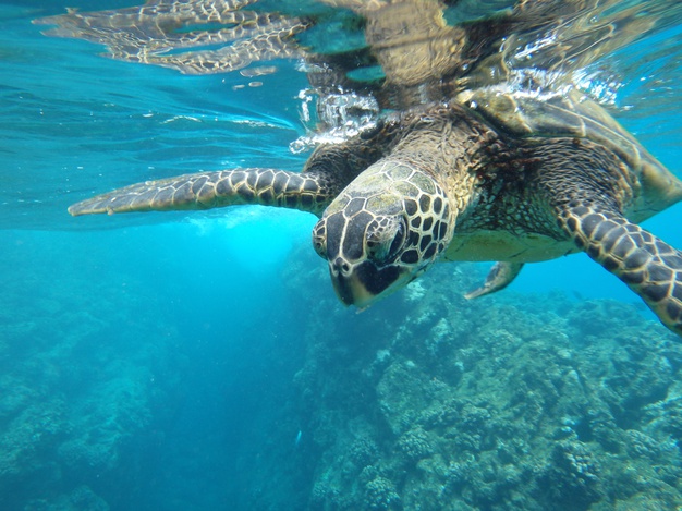 Día mundial de las tortugas marinas
