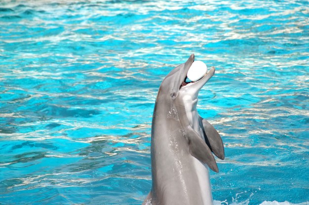 Día mundial de los delfines en cautiverio