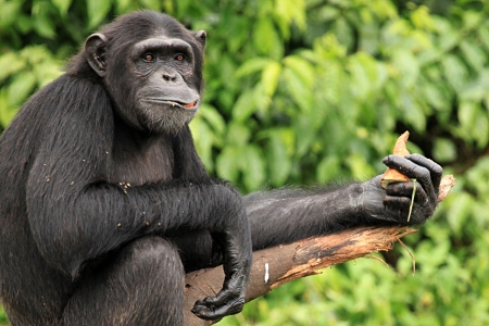 Día mundial del Chimpancé
