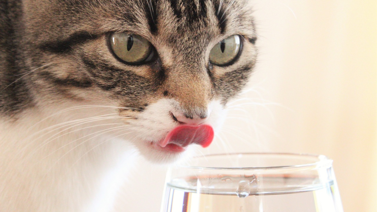 Hidratación: un elemento esencial en perros y gatos