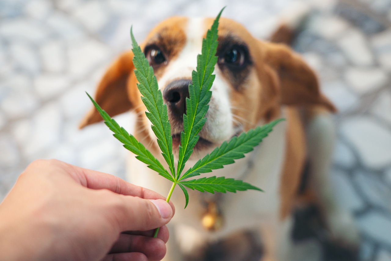 Cannabis medicinal para mi mascota ¿Qué necesito saber? 