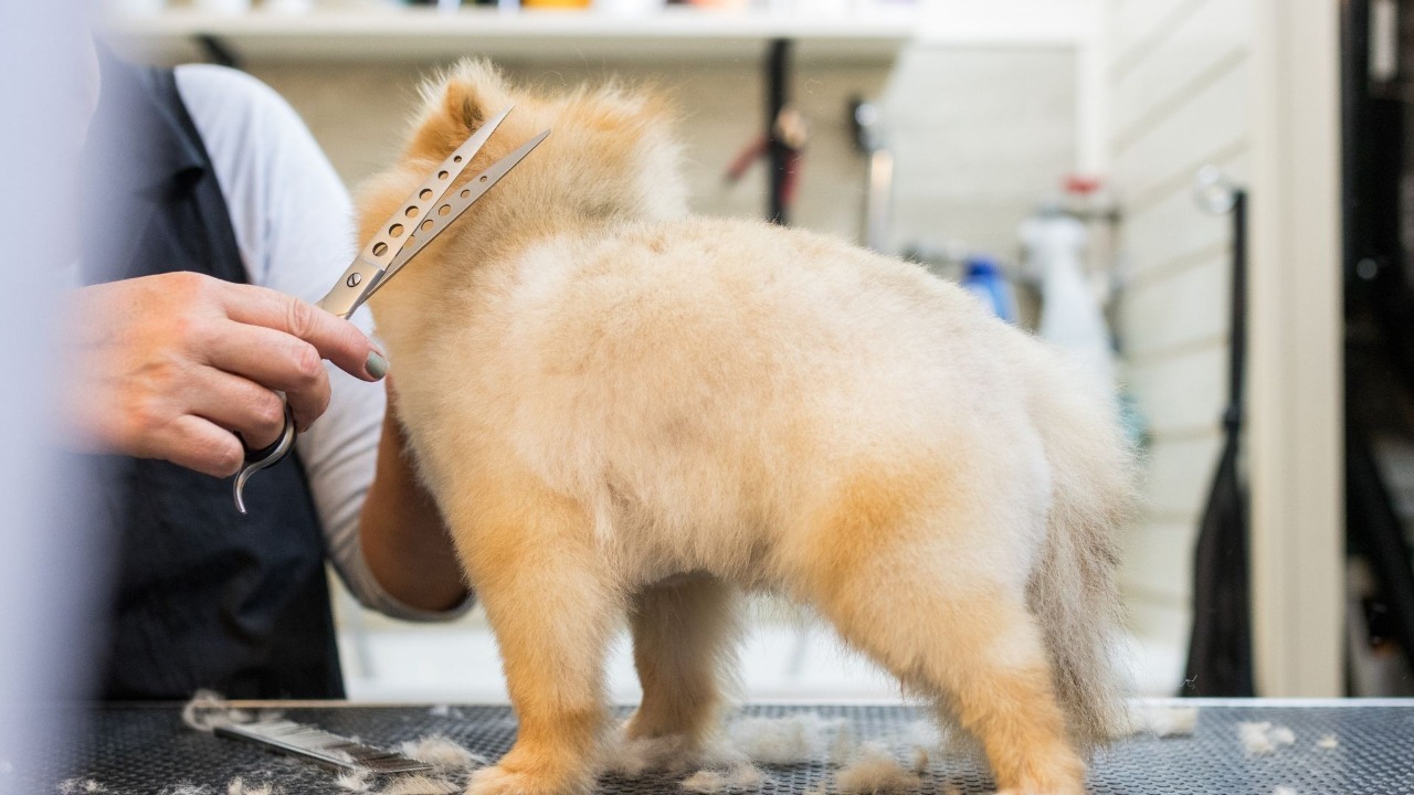 Día del peluquero canino: Celebramos esta importante profesión