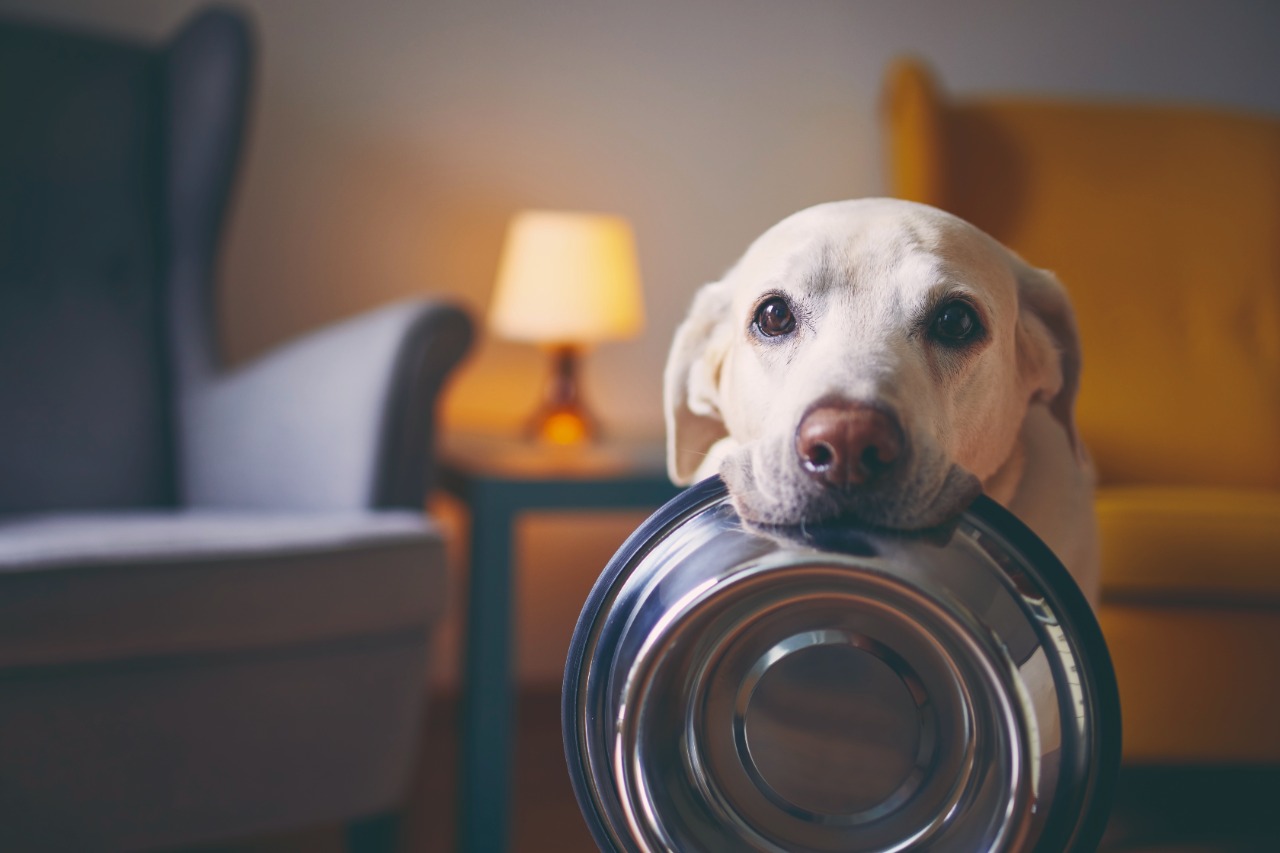 Alimentación para tu perro y gato: Lo qué debes saber 