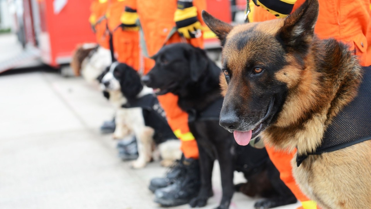 Evento en Maloka para conocer la labor de los perros de rescate 