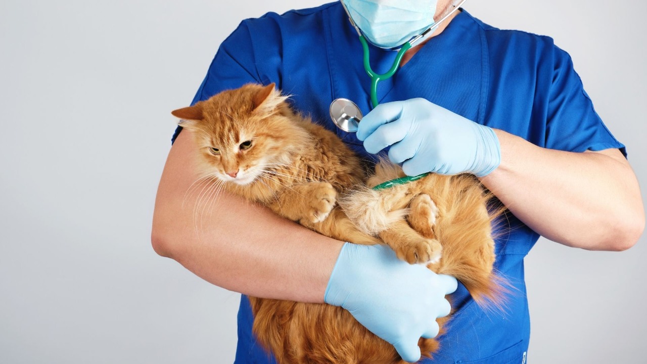 Leucemia y Virus de inmunodeficiencia felina ¿Qué hacer si mi animal de compañía tiene estas enfermedades? 