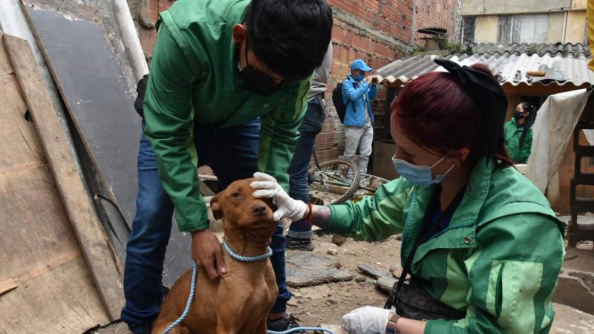 El Instituto de Bienestar y Protección Animal rescata 12 perros en Bosa