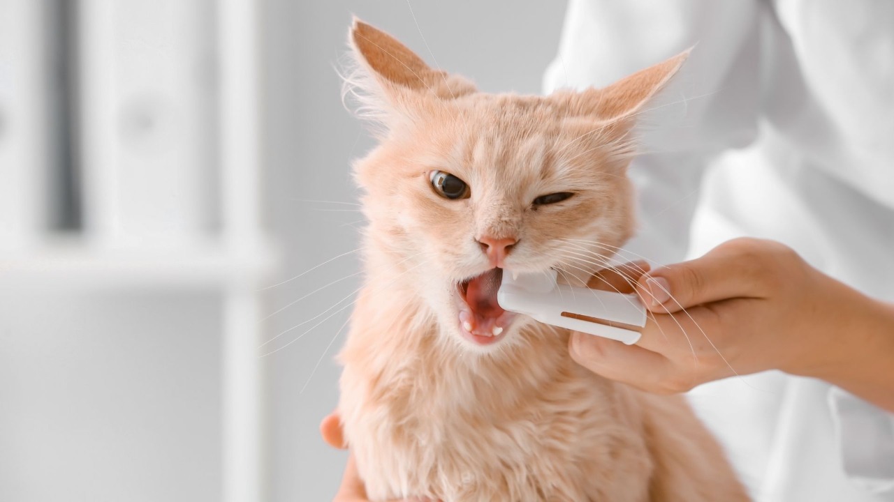 Higiene oral en gatos