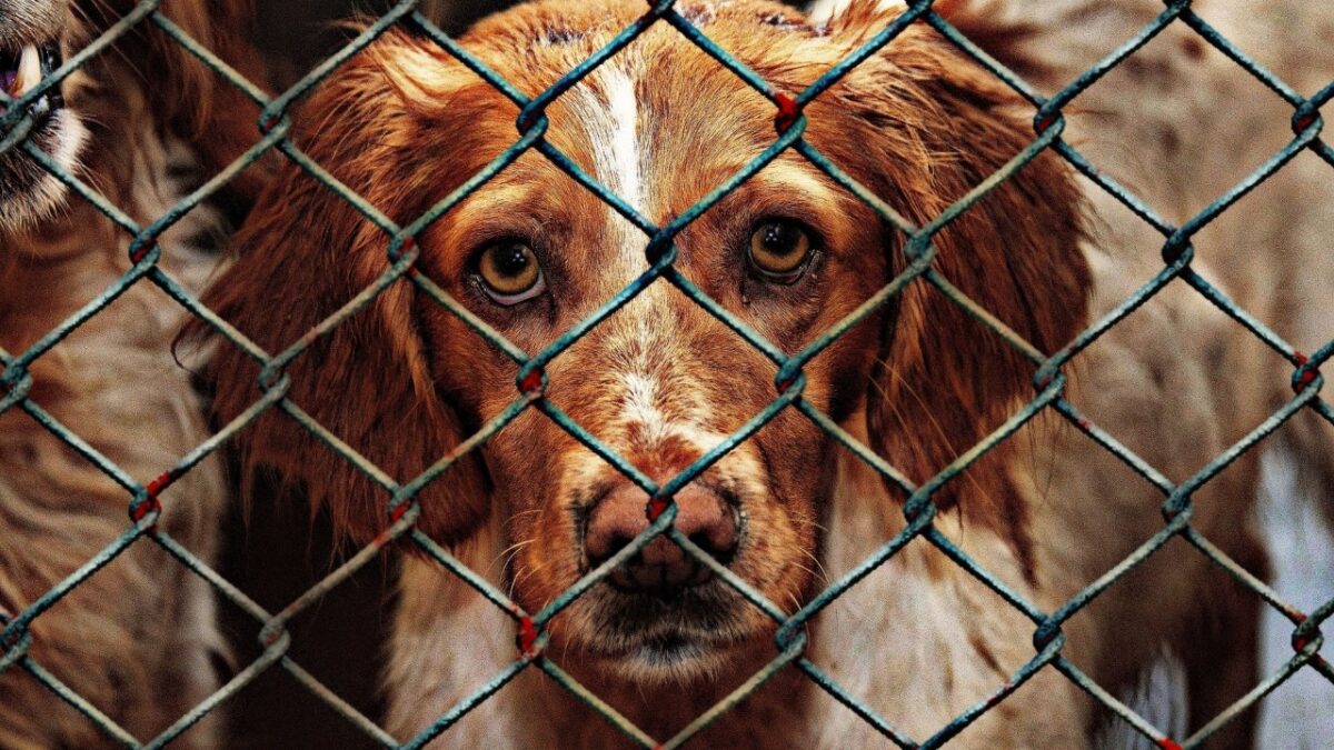 Negligencia y abandono: las dos formas de maltrato animal en Bogotá