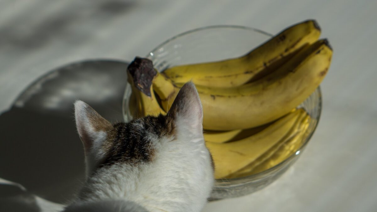 Bananos y gatos ¿Se llevan bien? 