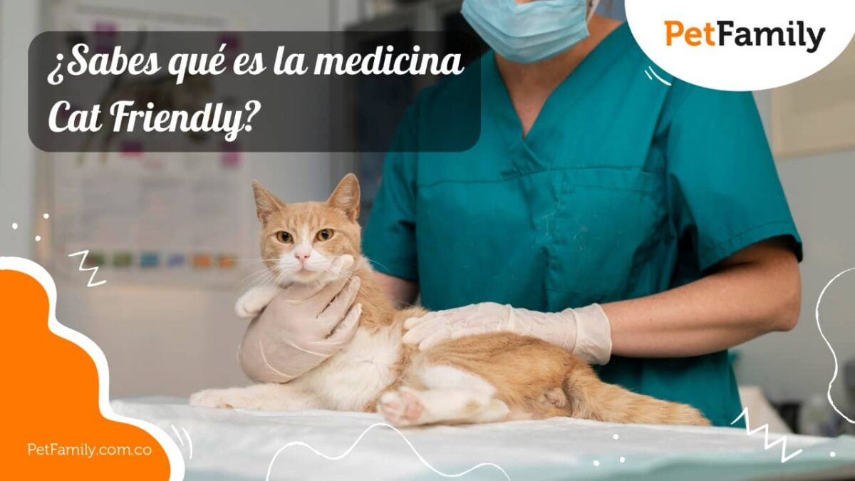 ¿Sabes qué es la medicina Cat Friendly?