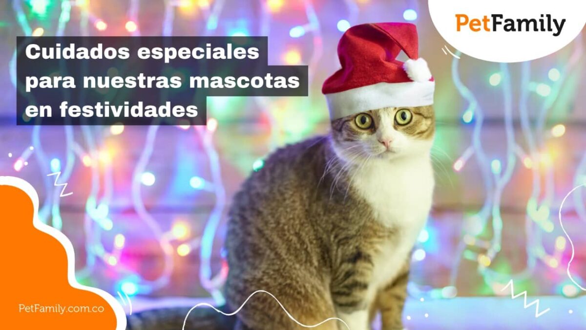 Cuidados especiales para nuestras mascotas en festividades