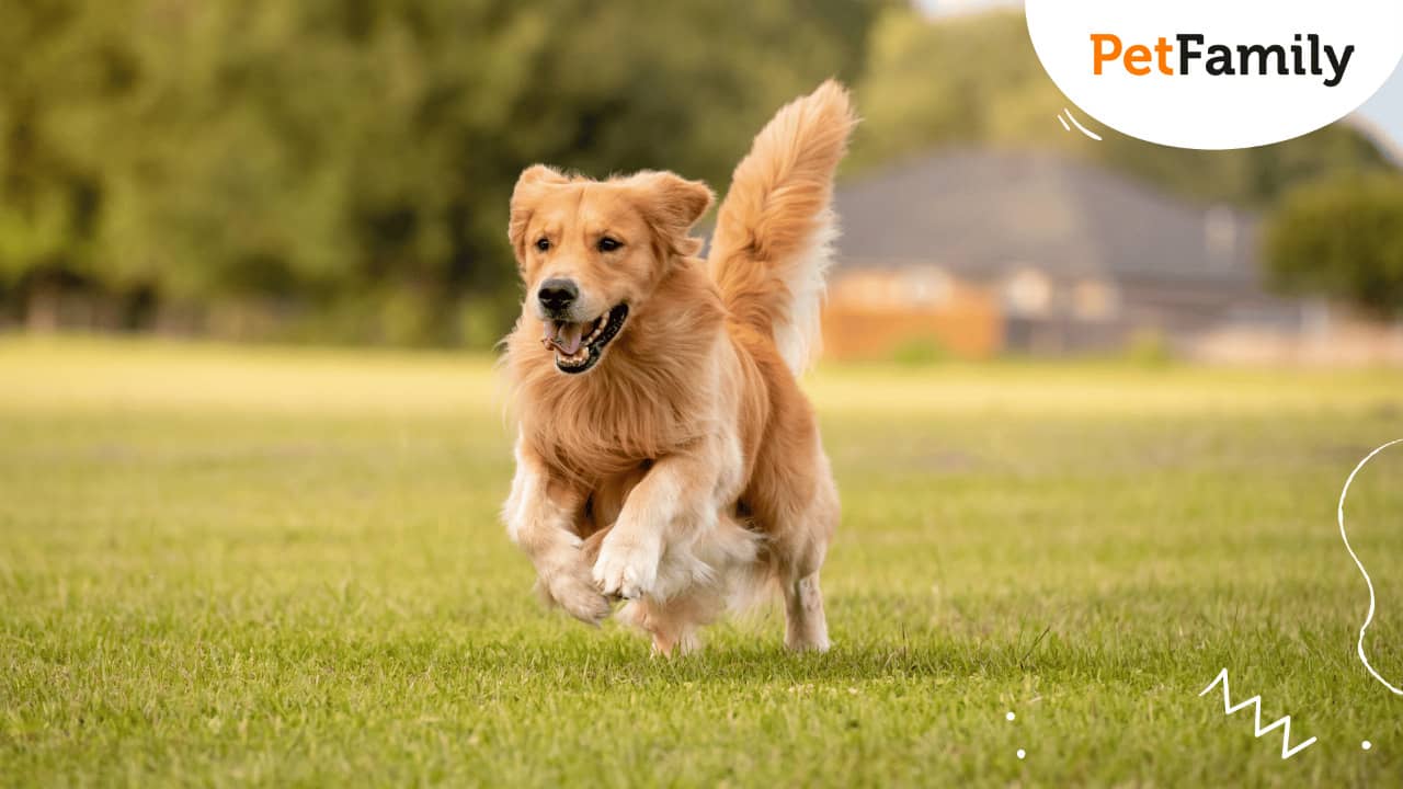Raza de perro fácil de entrenar Golden Retriever