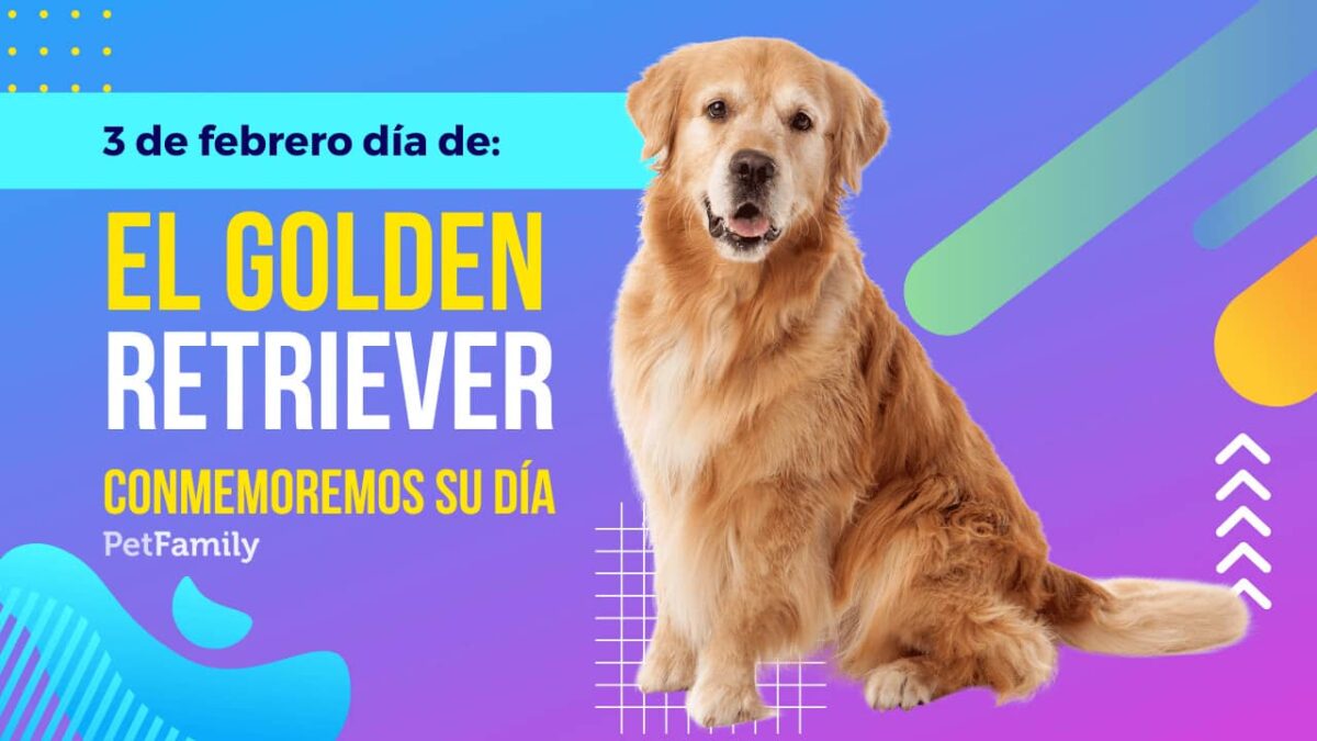 El Golden Retriever el perro que es gran animal de compañía