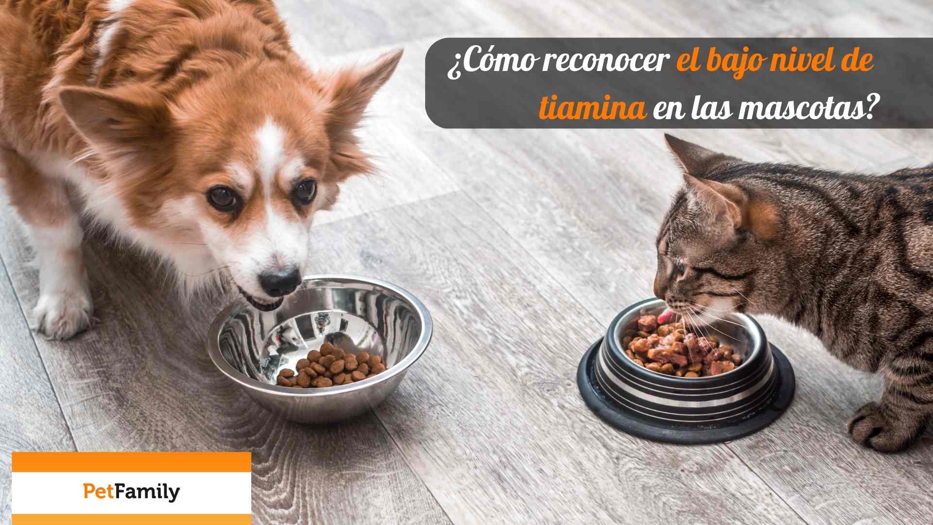 ¿Cómo reconocer el bajo nivel de tiamina en las mascotas?