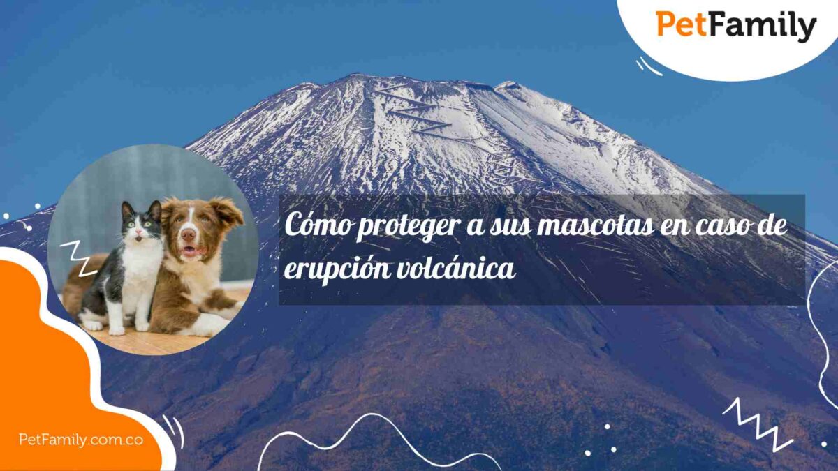 Cómo proteger a sus mascotas en caso de erupción volcánica