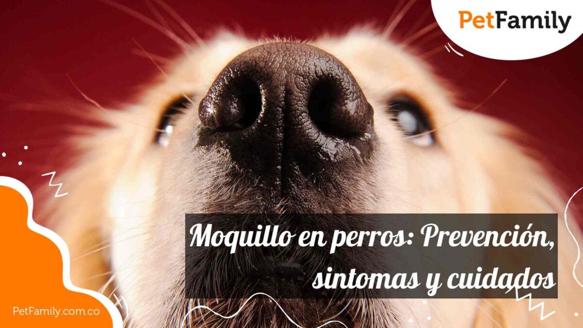 Pet Family Urgencia Mascotas Perro Gato Grooming peluqueria canina Petshop bienestaranimal