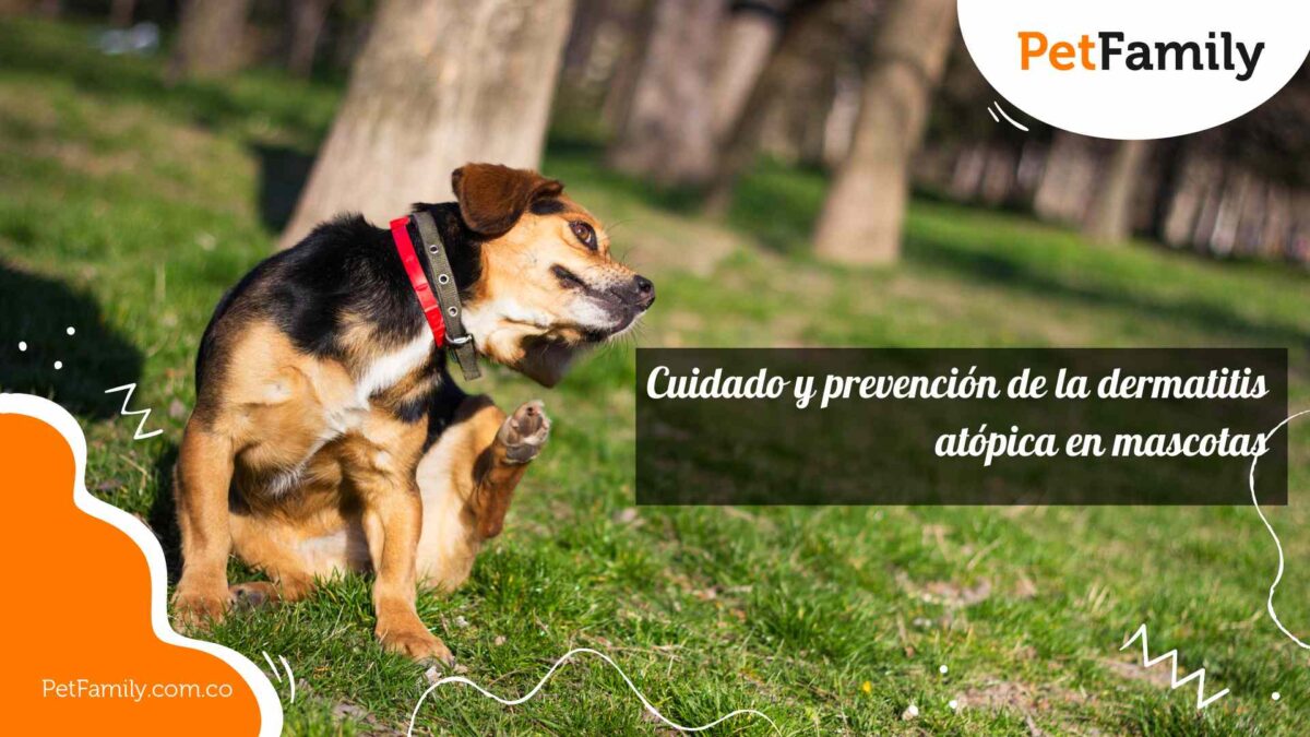 Cuidado y prevención de la dermatitis atópica en mascotas