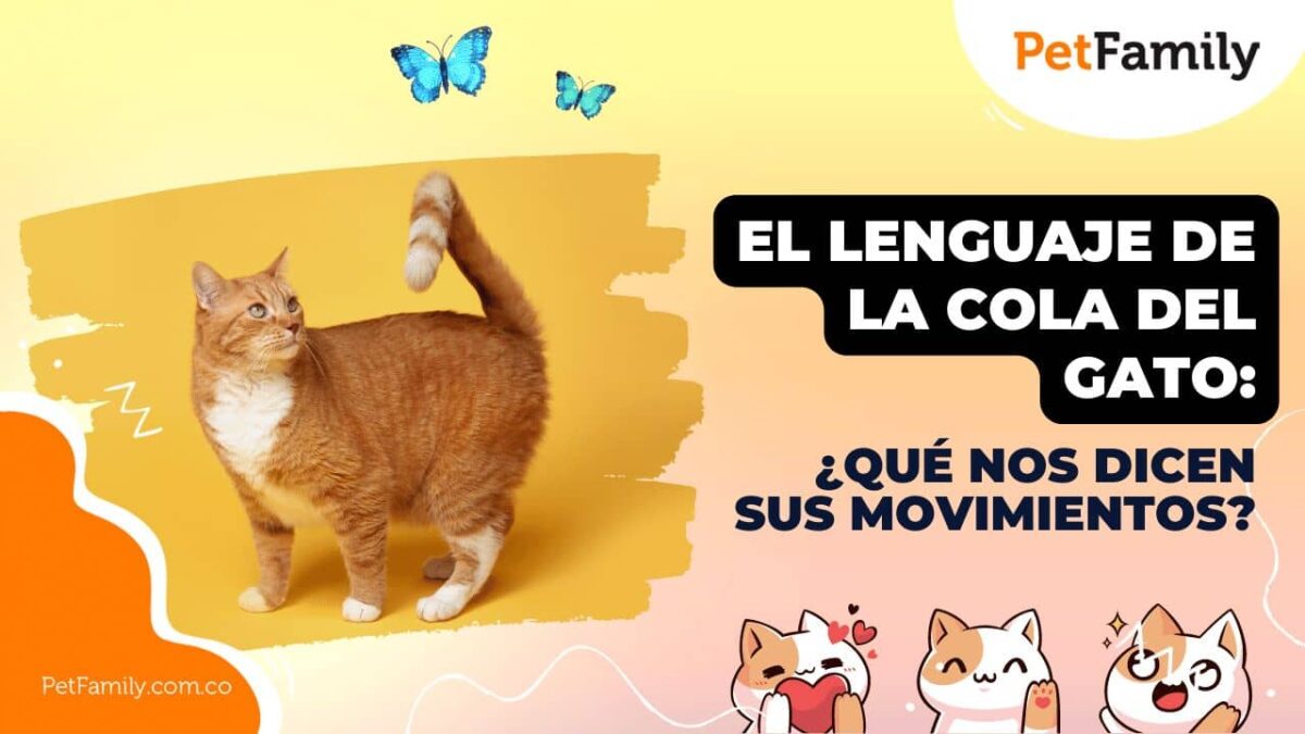 El lenguaje de la cola del gato: ¿Qué nos dicen sus movimientos?