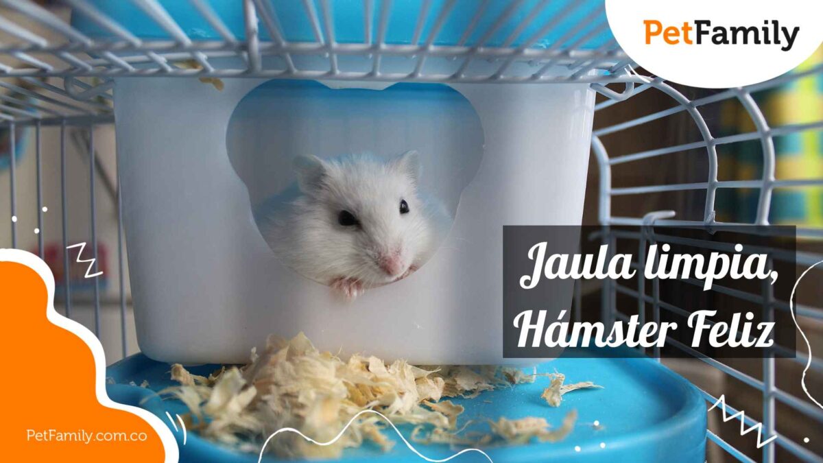 Jaula-limpia-Hamster-Feliz