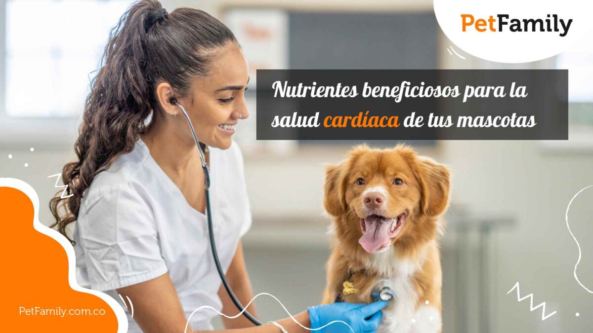 Nutrientes beneficiosos para la salud cardíaca de tus mascotas