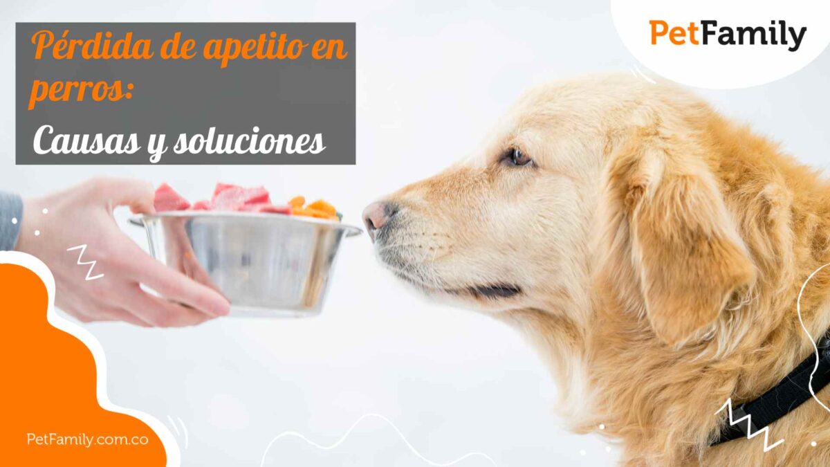 Pérdida de apetito en perros: Causas y soluciones