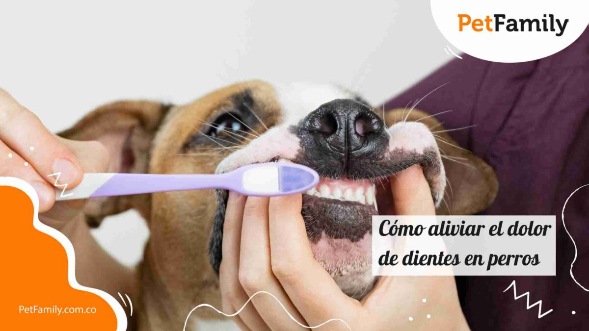 Cómo aliviar el dolor de dientes en perros: ¡Cuida la sonrisa de tu peludo amigo!