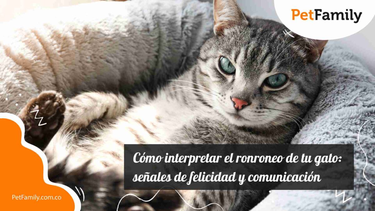 Cómo interpretar el ronroneo de tu gato: señales de felicidad y comunicación 