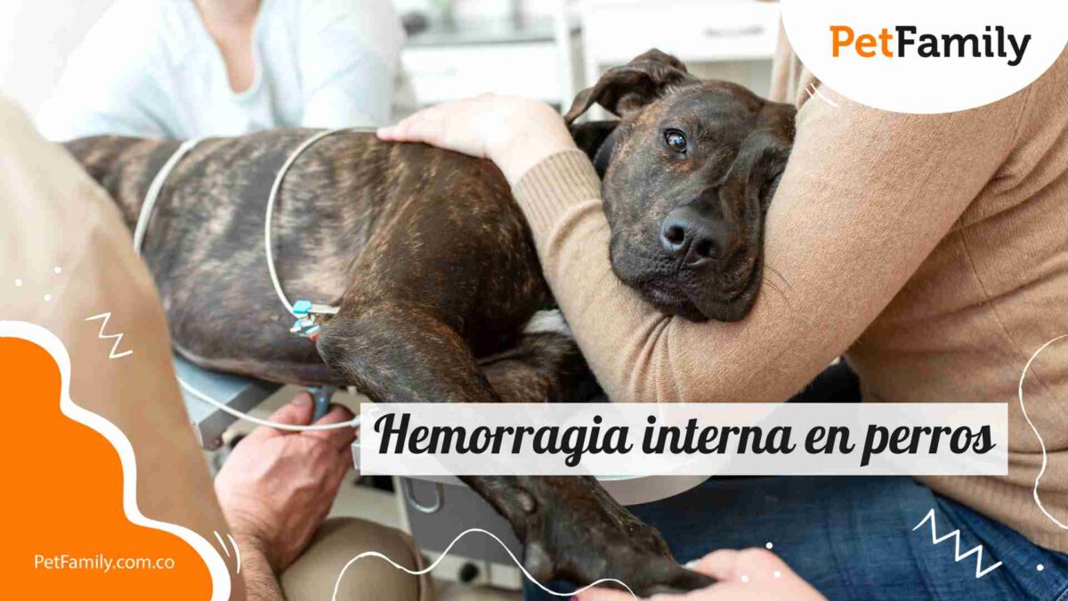 Hemorragia interna en perros