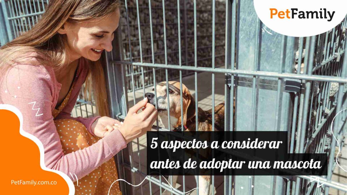 5 aspectos a considerar antes de adoptar una mascota 