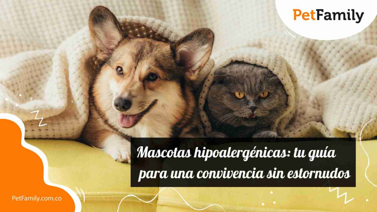 Mascotas hipoalergénicas: tu guía para una convivencia sin estornudos