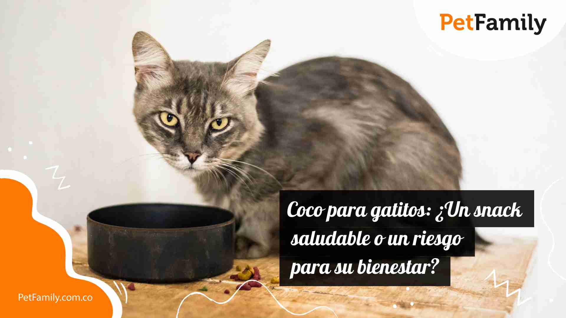 Coco para gatitos: ¿Un snack saludable o un riesgo para su bienestar? 