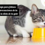 Delicia naranja para felinos: beneficios y precauciones de la calabaza en la dieta de tu gato 