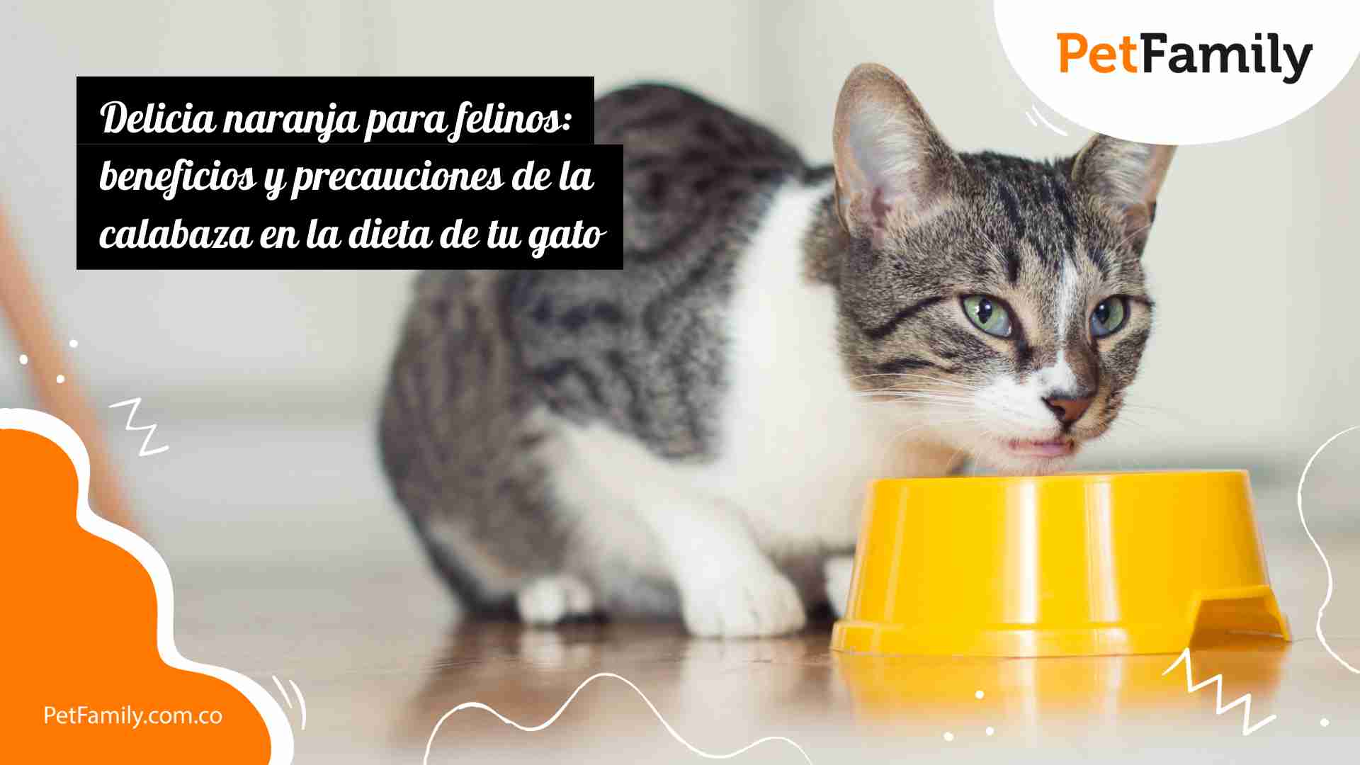 Delicia naranja para felinos: beneficios y precauciones de la calabaza en la dieta de tu gato 