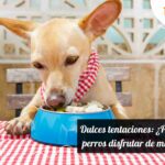Dulces tentaciones: ¿Pueden los perros disfrutar de melocotones? 