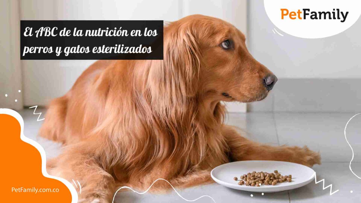 El ABC de la nutrición en los perros y gatos esterilizados