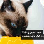 Piña y gatos: una combinación dulce y saludable 